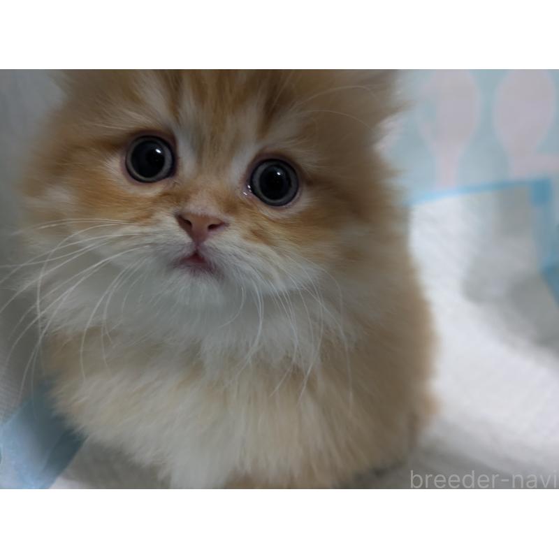 成約済の栃木県のミヌエット(短足)-128526の6枚目