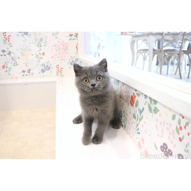 成約済の大阪府のスコティッシュフォールド-123476の12枚目