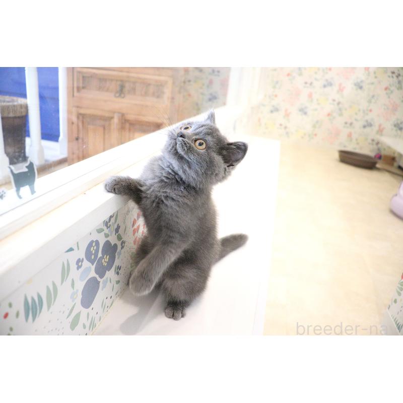 成約済の大阪府のスコティッシュフォールド-123476の11枚目