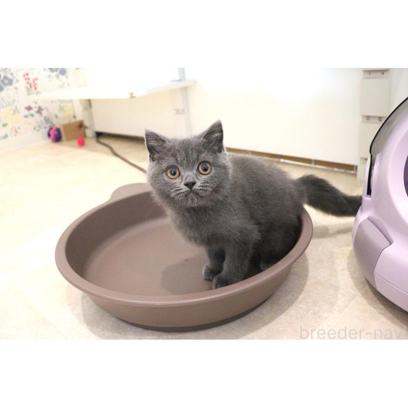 成約済の大阪府のスコティッシュフォールド-123476の10枚目