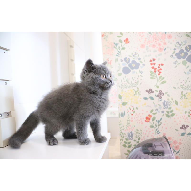 成約済の大阪府のスコティッシュフォールド-123476の9枚目