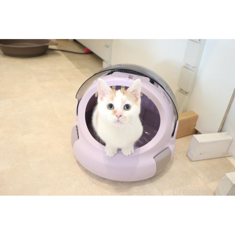 販売中の大阪府のマンチカン(短足)-123963の12枚目