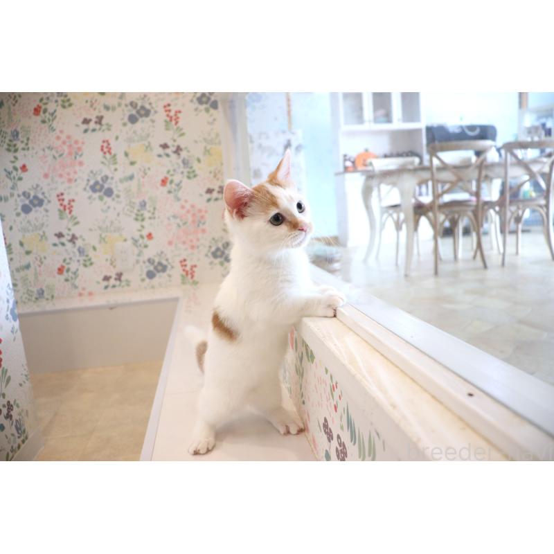 販売中の大阪府のマンチカン(短足)-123963の11枚目