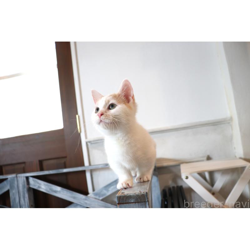 販売中の大阪府のマンチカン(短足)-123963の9枚目