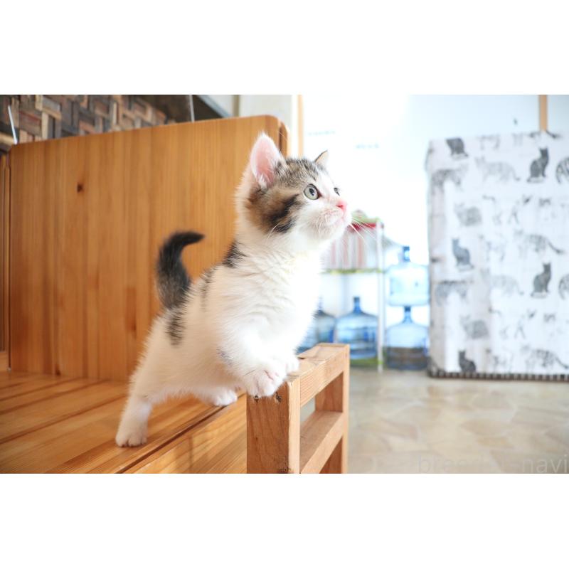 販売中の大阪府のマンチカン(短足)-127372の12枚目