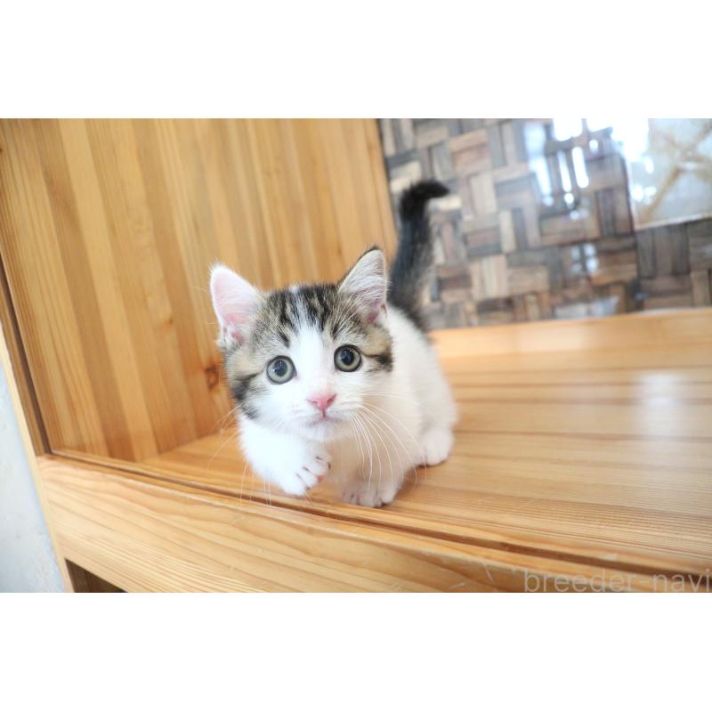 販売中の大阪府のマンチカン(短足)-127372の11枚目