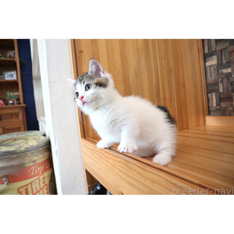 販売中の大阪府のマンチカン(短足)-127372の10枚目