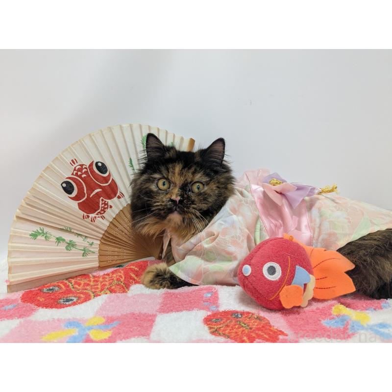 かぐや姫ちゃん1枚目