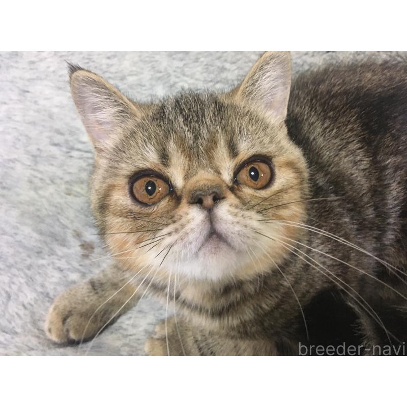 販売中の神奈川県のエキゾチックショートヘア-123402の5枚目