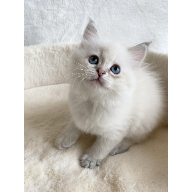 販売中の滋賀県のサイベリアン-127617の7枚目