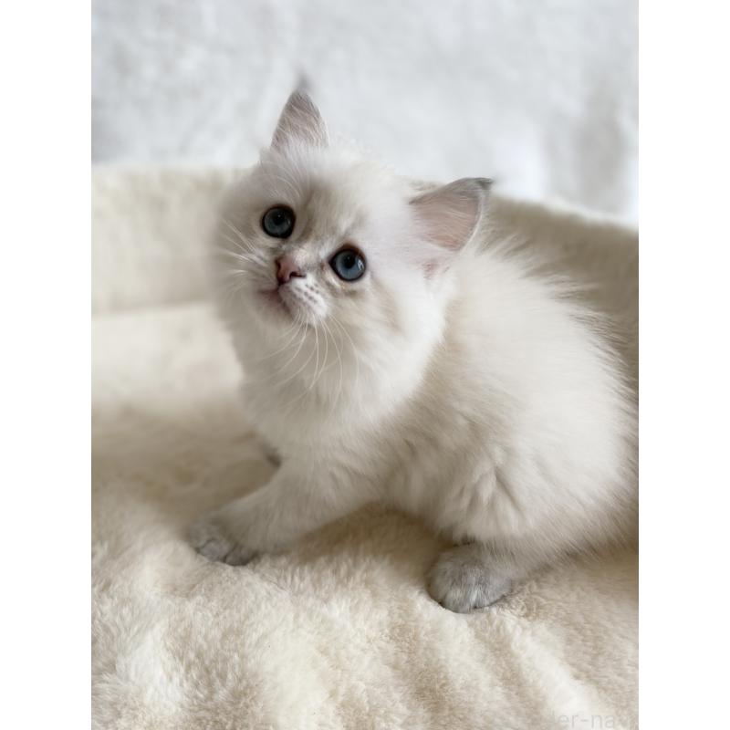 販売中の滋賀県のサイベリアン-127617の5枚目