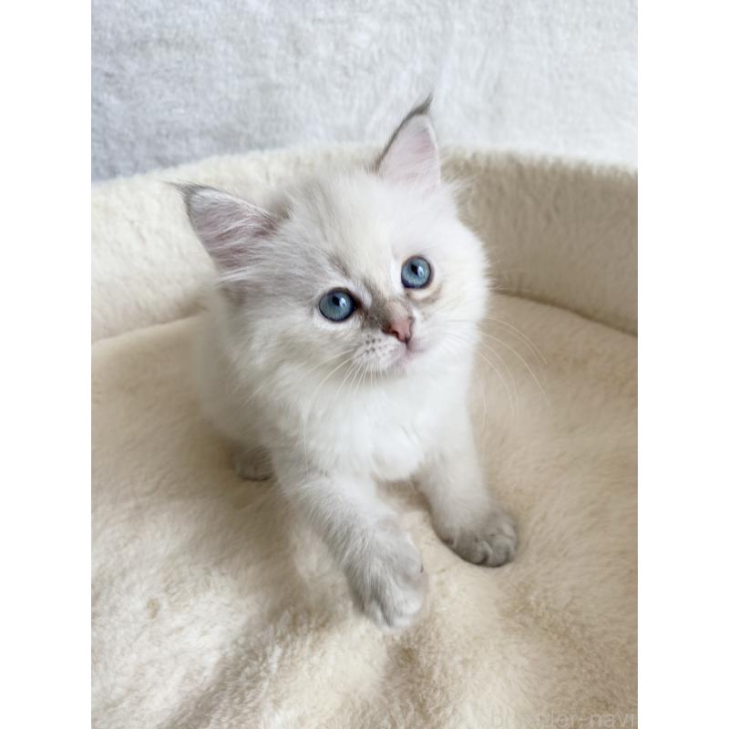 販売中の滋賀県のサイベリアン-127617の3枚目