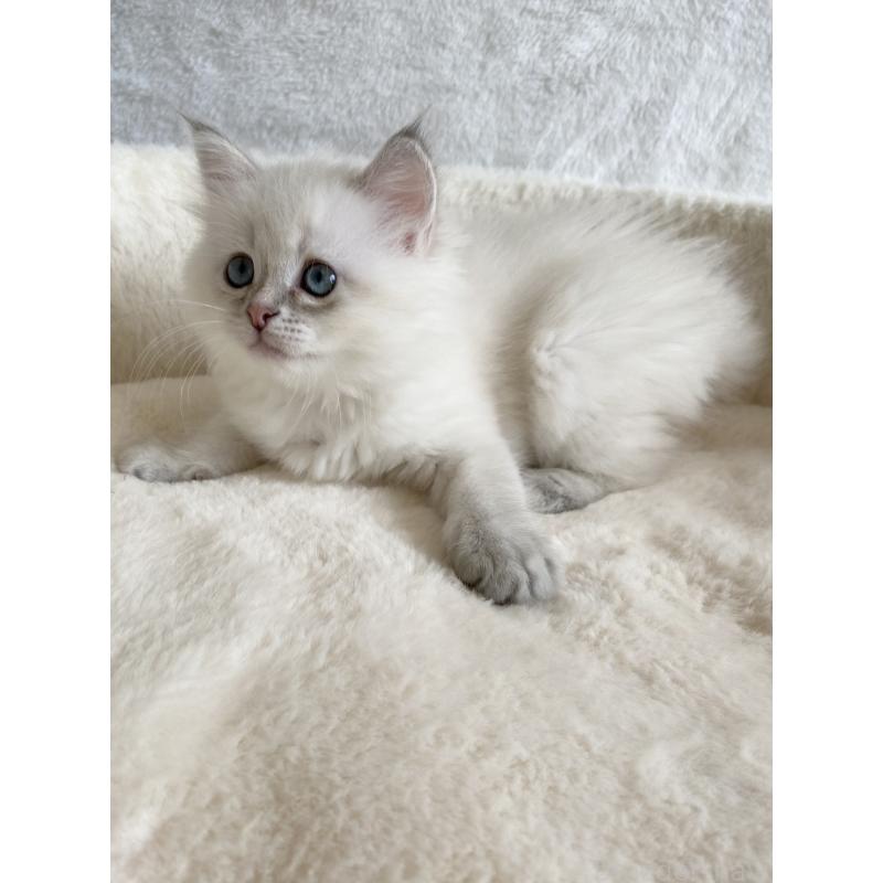 販売中の滋賀県のサイベリアン-127617の2枚目