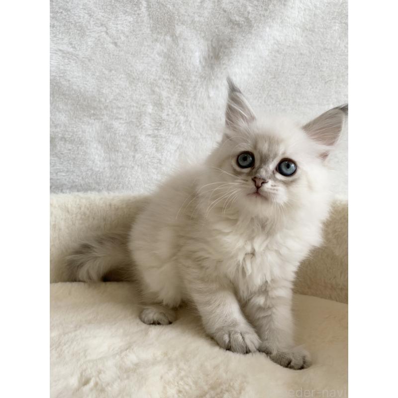 販売中の滋賀県のサイベリアン-127616の6枚目