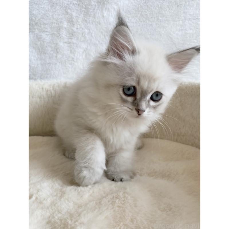 販売中の滋賀県のサイベリアン-127616の5枚目