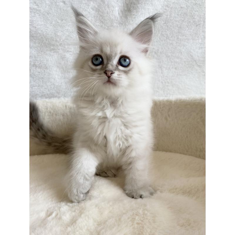 販売中の滋賀県のサイベリアン-127616の4枚目