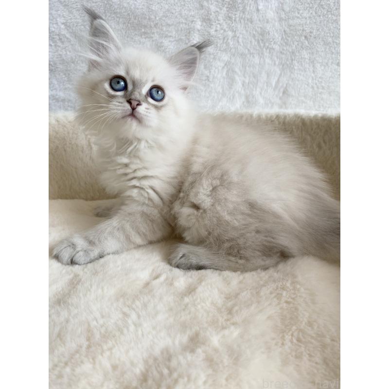 販売中の滋賀県のサイベリアン-127616の3枚目