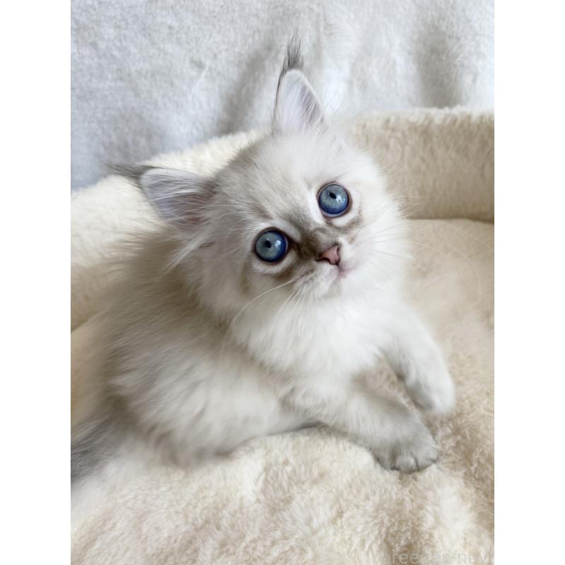 販売中の滋賀県のサイベリアン-127616の2枚目