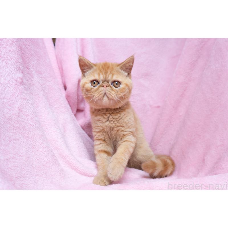 販売中の東京都のエキゾチックショートヘア-123466の10枚目