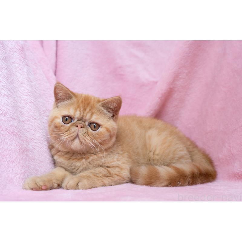 販売中の東京都のエキゾチックショートヘア-123466の9枚目