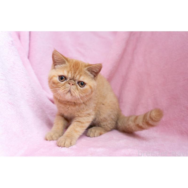 販売中の東京都のエキゾチックショートヘア-123466の8枚目