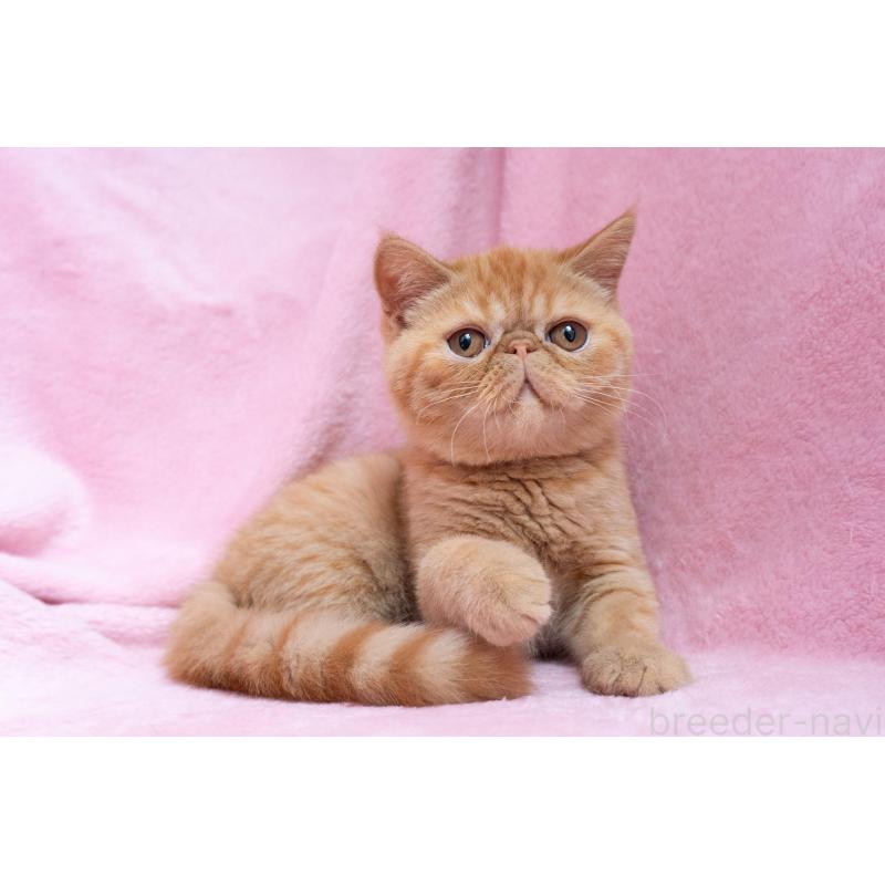 販売中の東京都のエキゾチックショートヘア-123466の7枚目