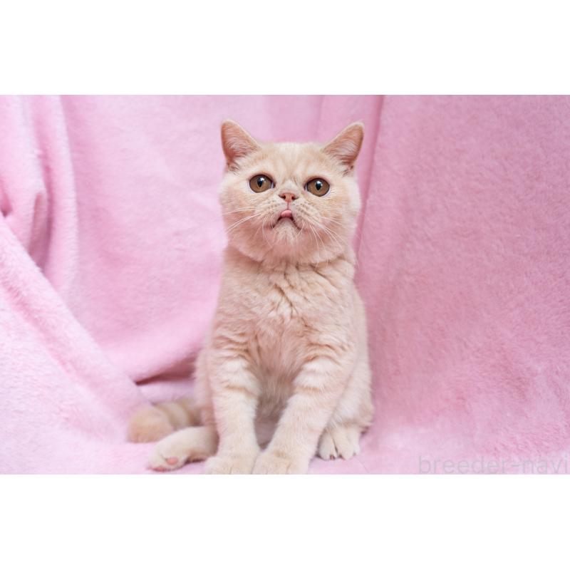 商談中の東京都のエキゾチックショートヘア-123467の5枚目