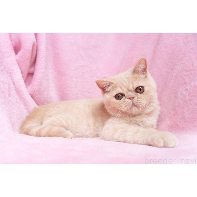 商談中の東京都のエキゾチックショートヘア-123467の4枚目