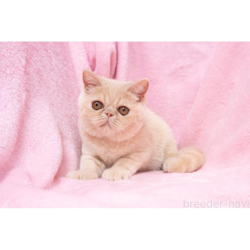 商談中の東京都のエキゾチックショートヘア-123467の3枚目