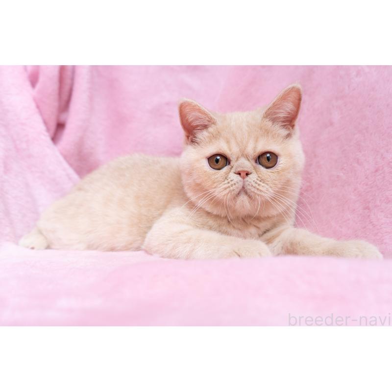 商談中の東京都のエキゾチックショートヘア-123467の2枚目