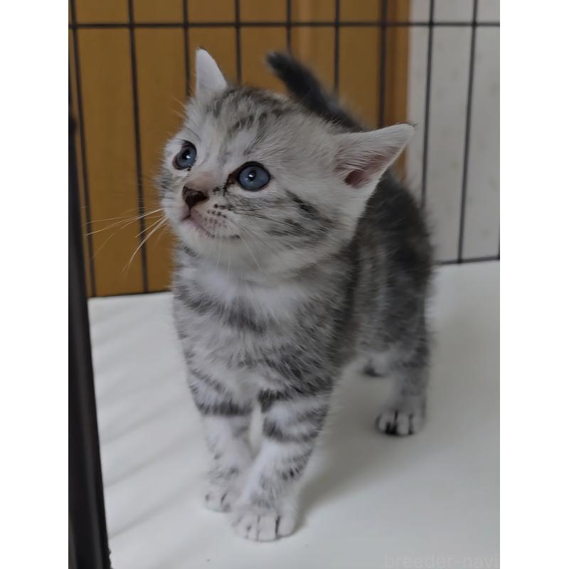 販売中の岐阜県のアメリカンショートヘア-128972の1枚目