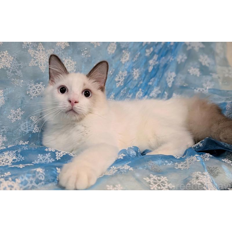 成約済の宮城県のラグドール-121124の6枚目