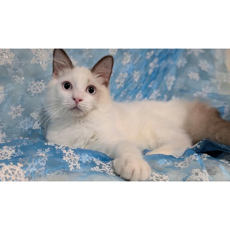 成約済の宮城県のラグドール-121124の5枚目