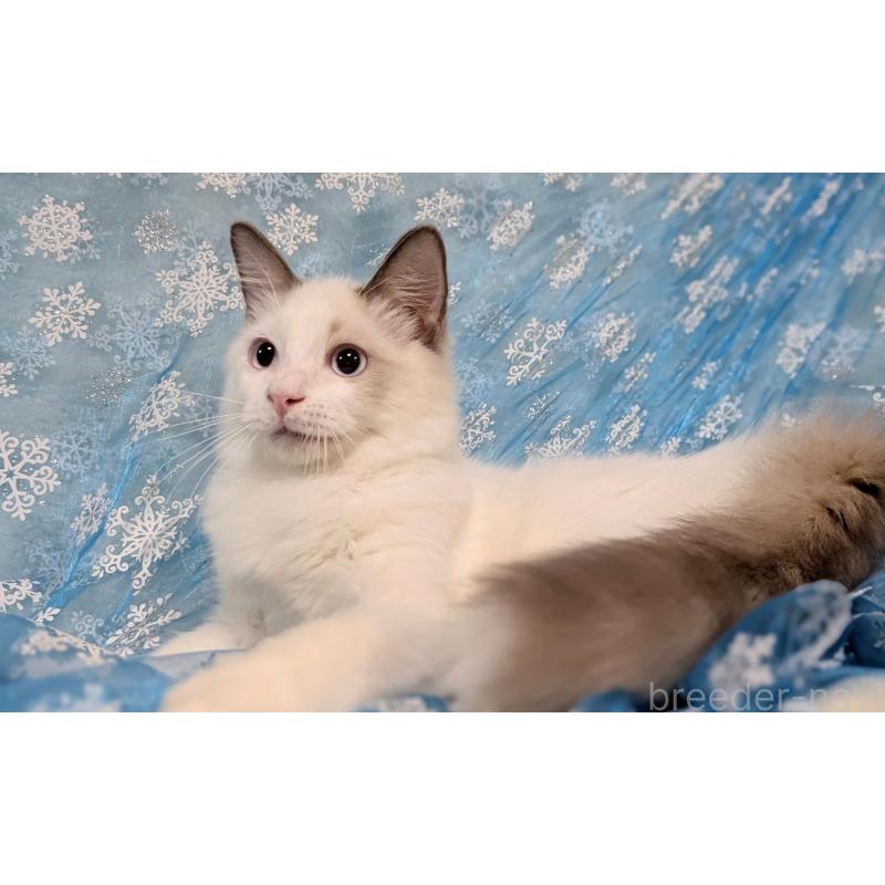 成約済の宮城県のラグドール-121124の4枚目