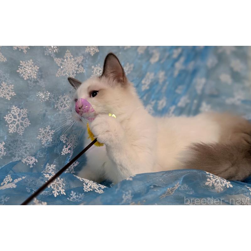 成約済の宮城県のラグドール-121124の3枚目