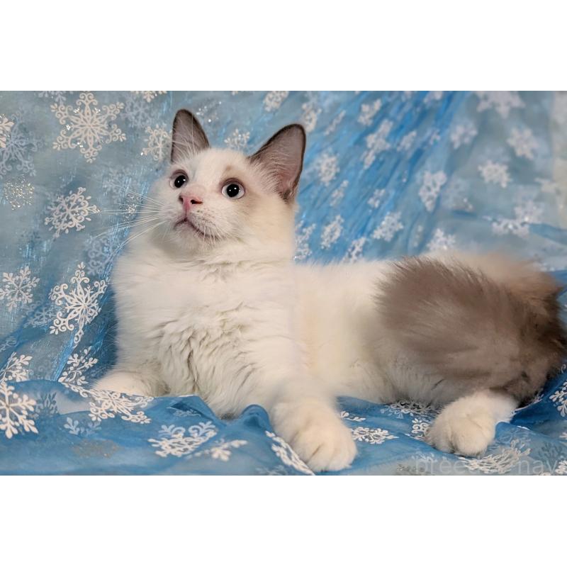 成約済の宮城県のラグドール-121124の2枚目