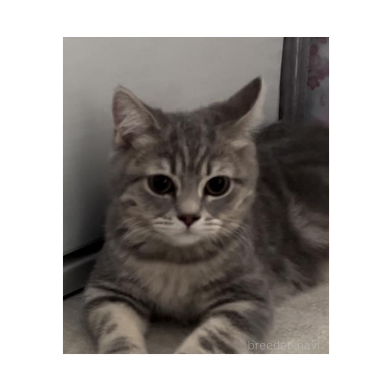 販売中の兵庫県のブリティッシュロングヘア-119934の5枚目