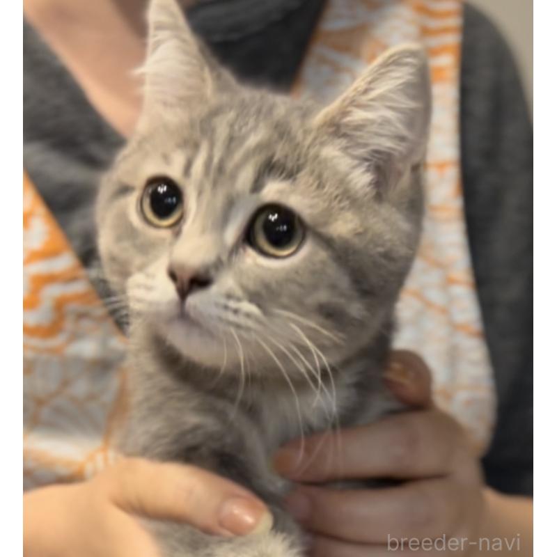 販売中の兵庫県のブリティッシュロングヘア-119934の4枚目