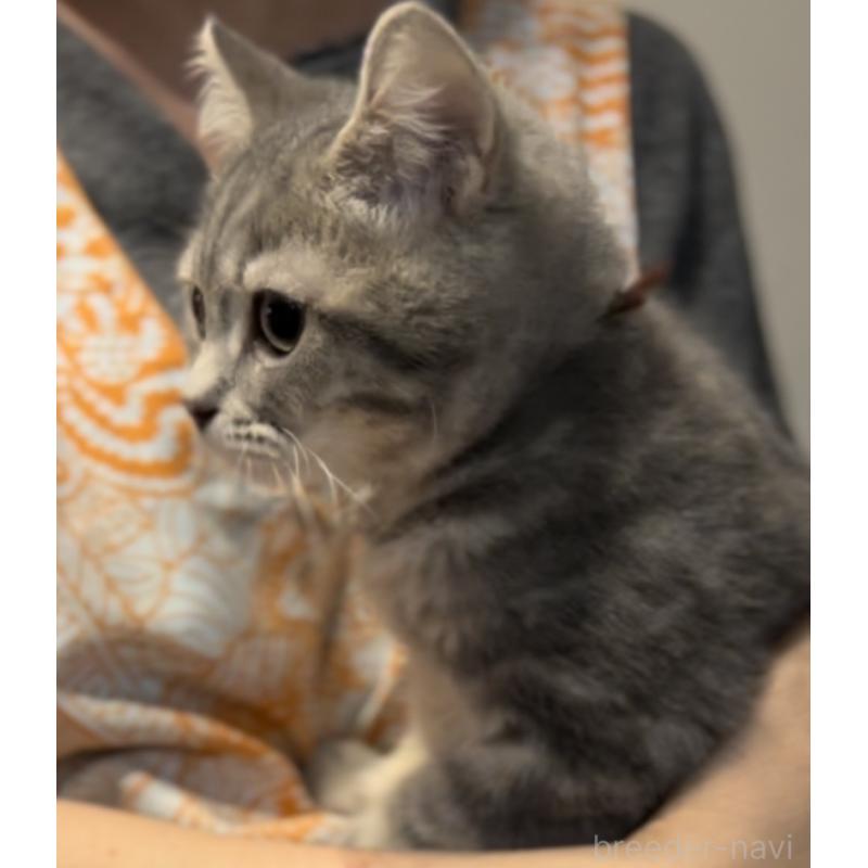 販売中の兵庫県のブリティッシュロングヘア-119934の3枚目