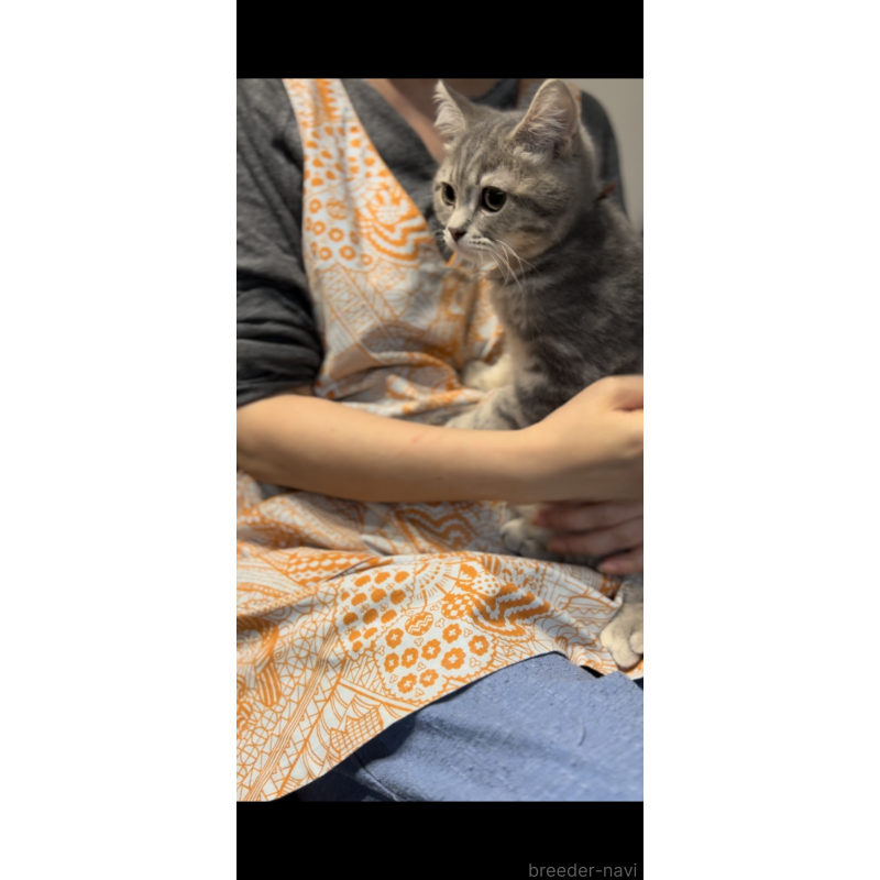 販売中の兵庫県のブリティッシュロングヘア-119934の2枚目