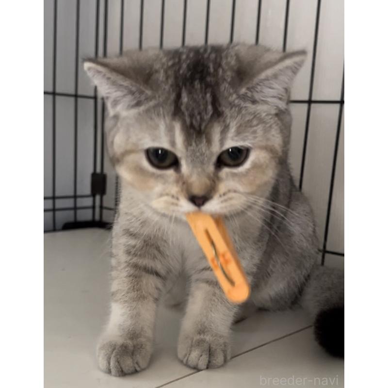 販売中の兵庫県のブリティッシュショートヘア-124655の5枚目