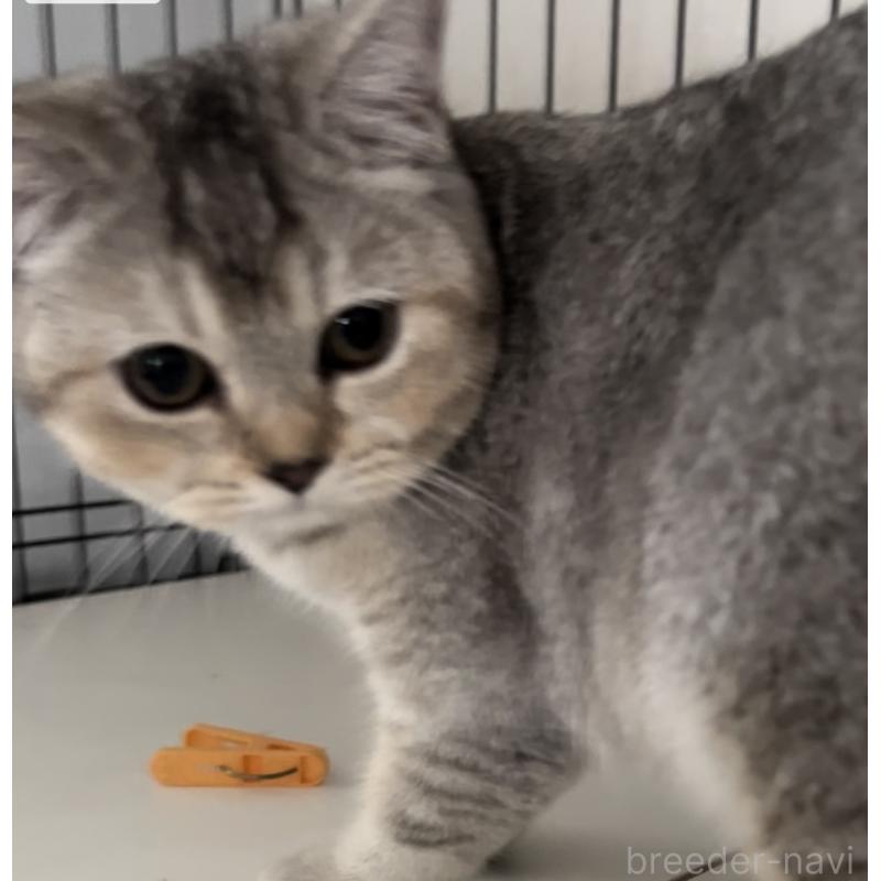 販売中の兵庫県のブリティッシュショートヘア-124655の4枚目