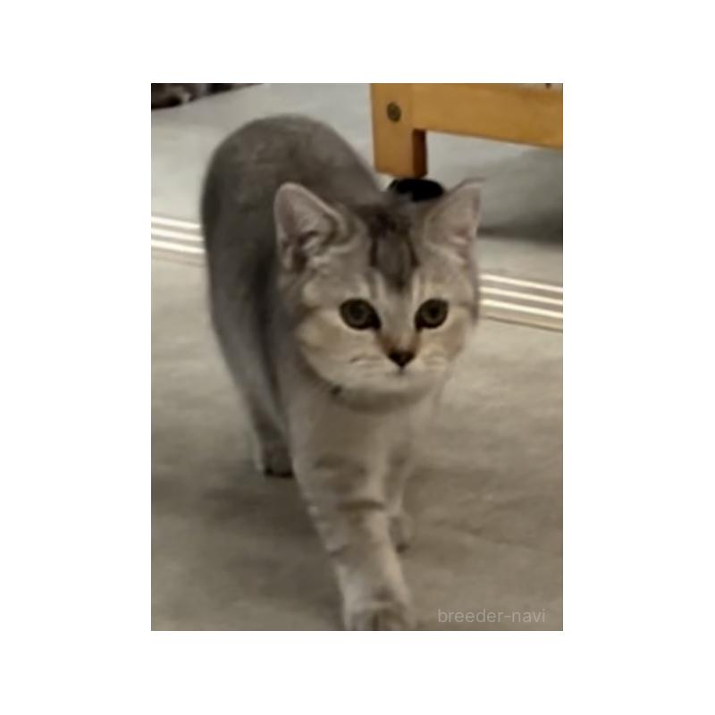 販売中の兵庫県のブリティッシュショートヘア-124655の3枚目