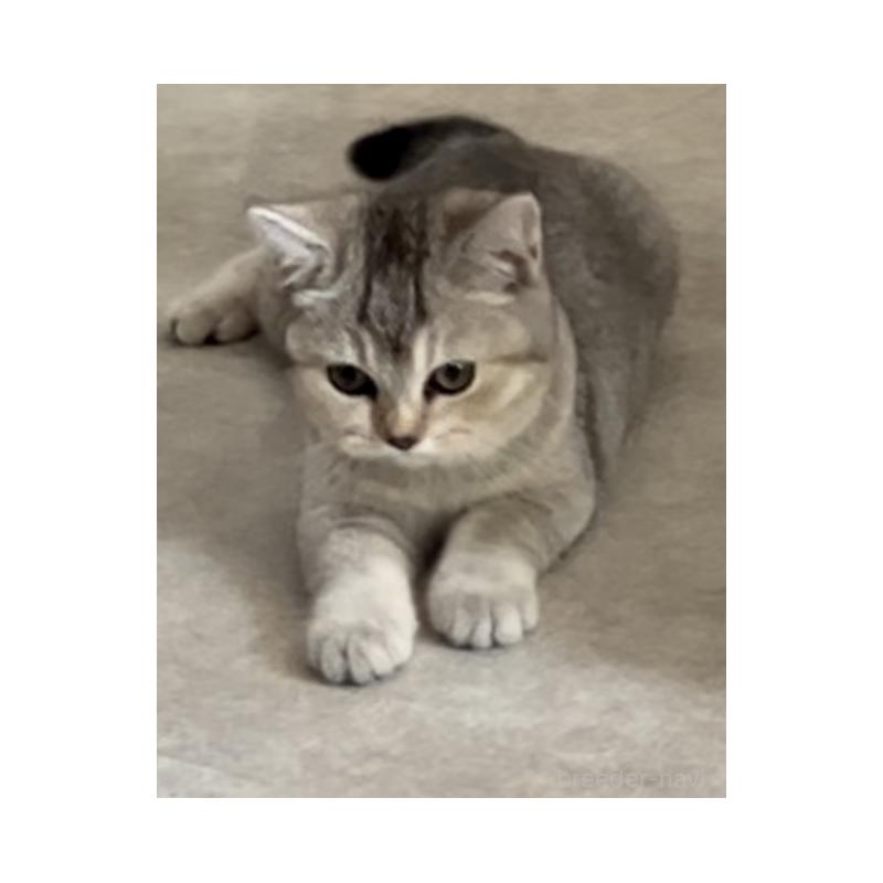 販売中の兵庫県のブリティッシュショートヘア-124655の2枚目