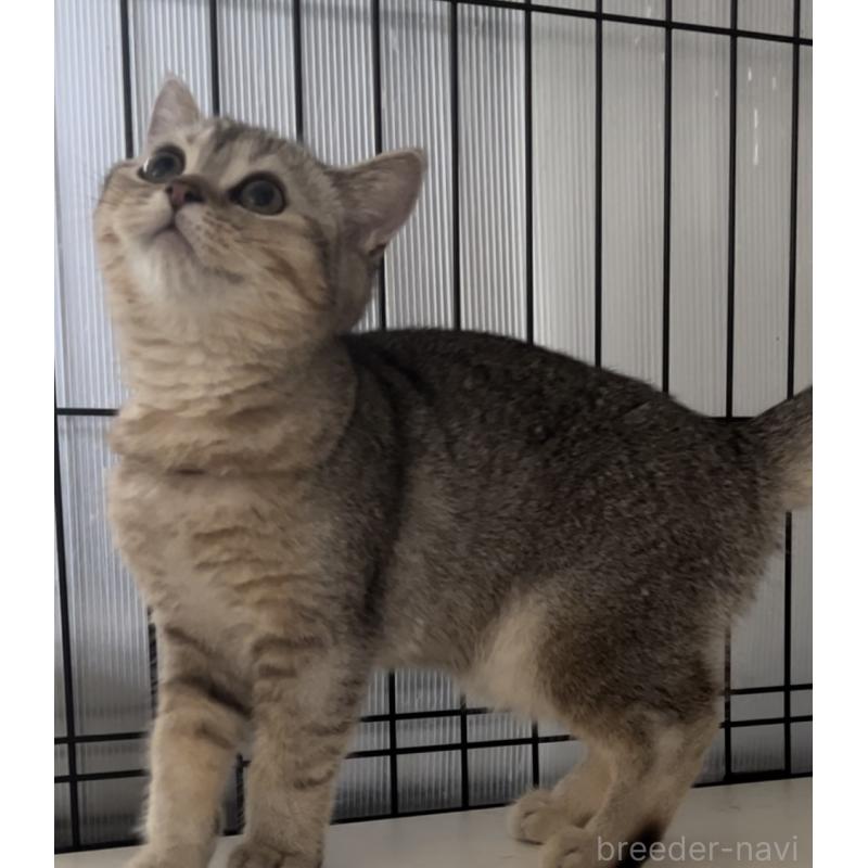 成約済の兵庫県のブリティッシュショートヘア-124941の5枚目