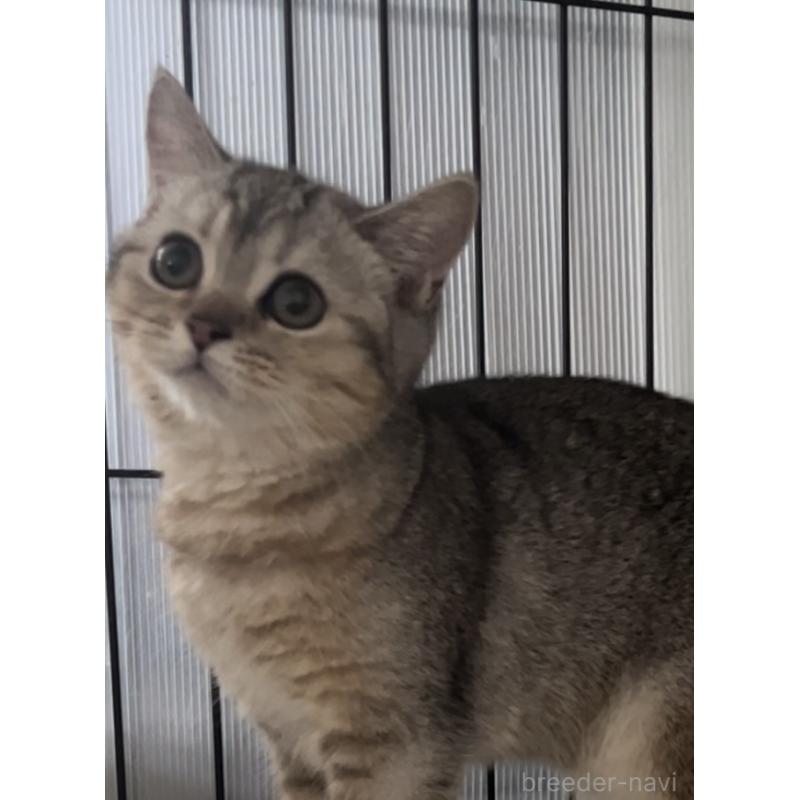 成約済の兵庫県のブリティッシュショートヘア-124941の4枚目