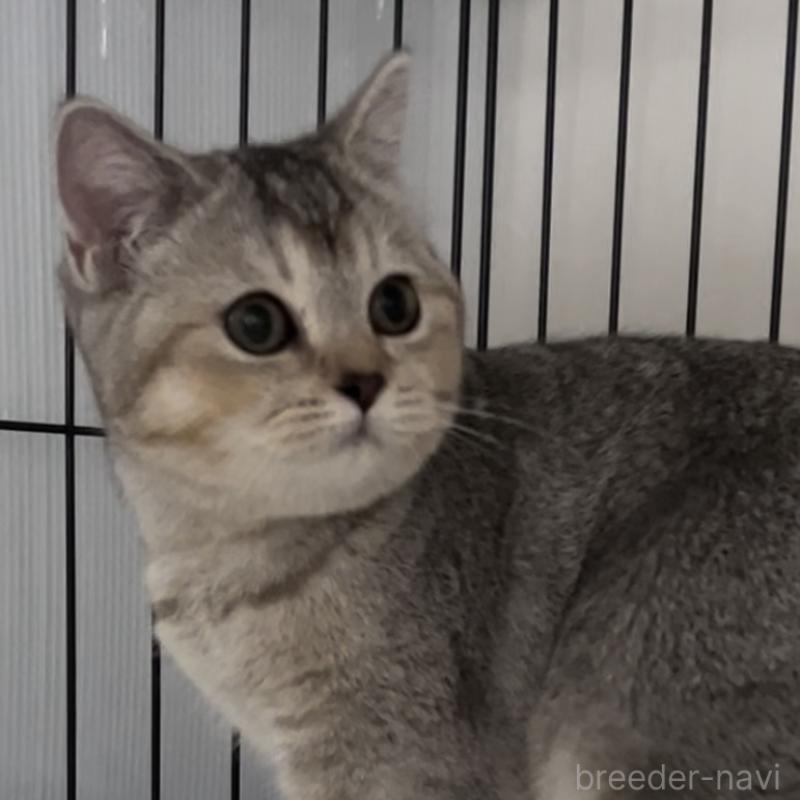 成約済の兵庫県のブリティッシュショートヘア-124941の3枚目