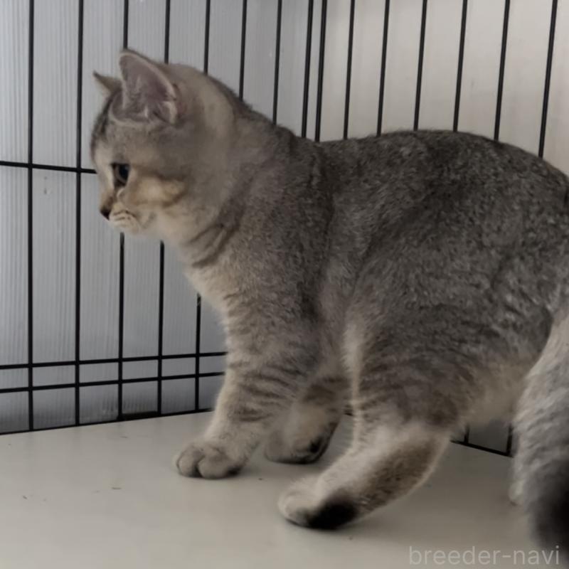 成約済の兵庫県のブリティッシュショートヘア-124941の2枚目