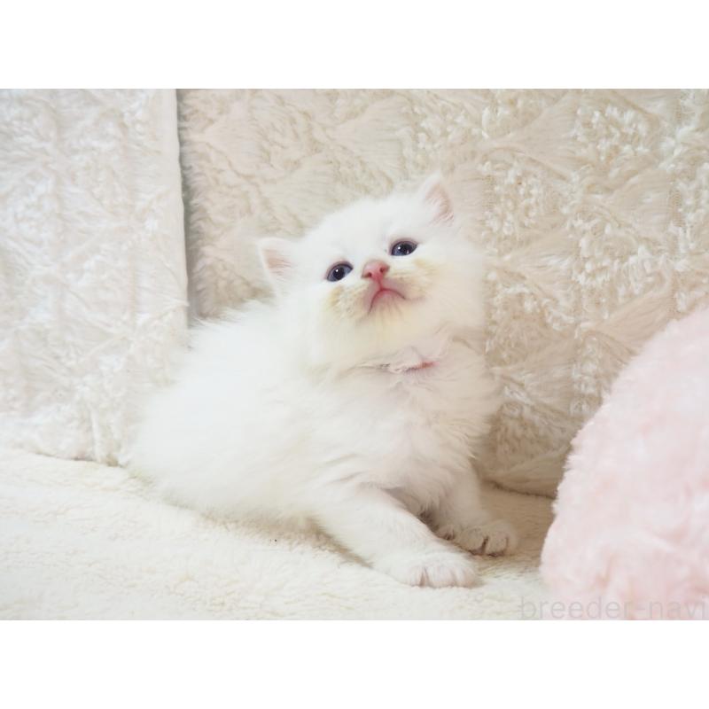 成約済の大阪府のサイベリアン-126638の9枚目