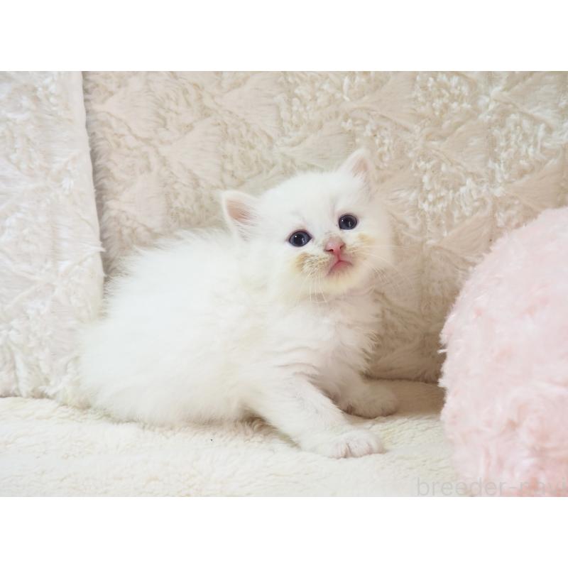 成約済の大阪府のサイベリアン-126638の8枚目